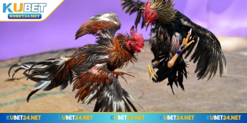 Tổng quan về đá gà KUBET